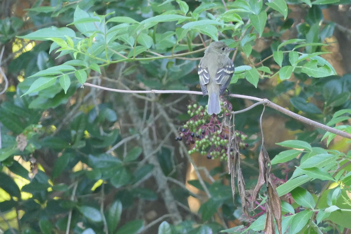 Acadian Flycatcher - Mark Brazzil