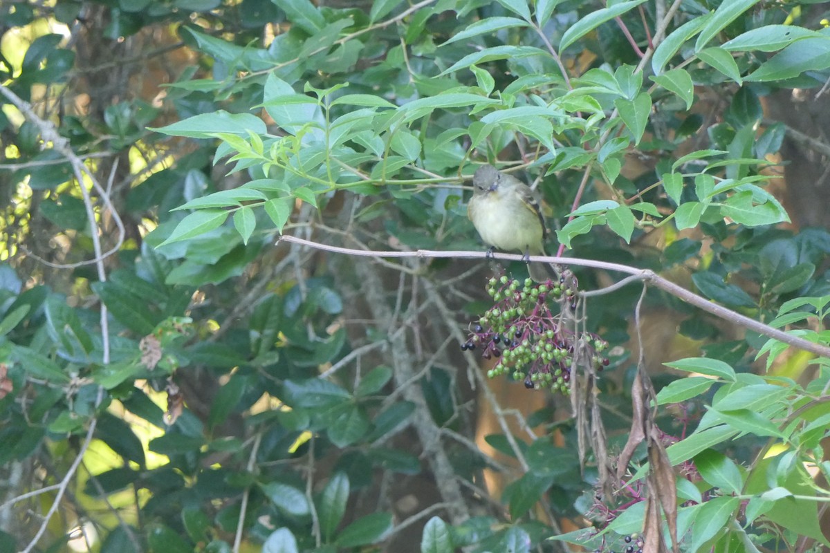 Acadian Flycatcher - ML367753681