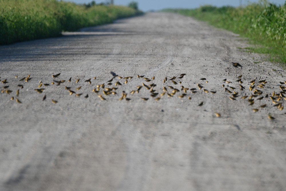 Bobolink - Paula Gatrell