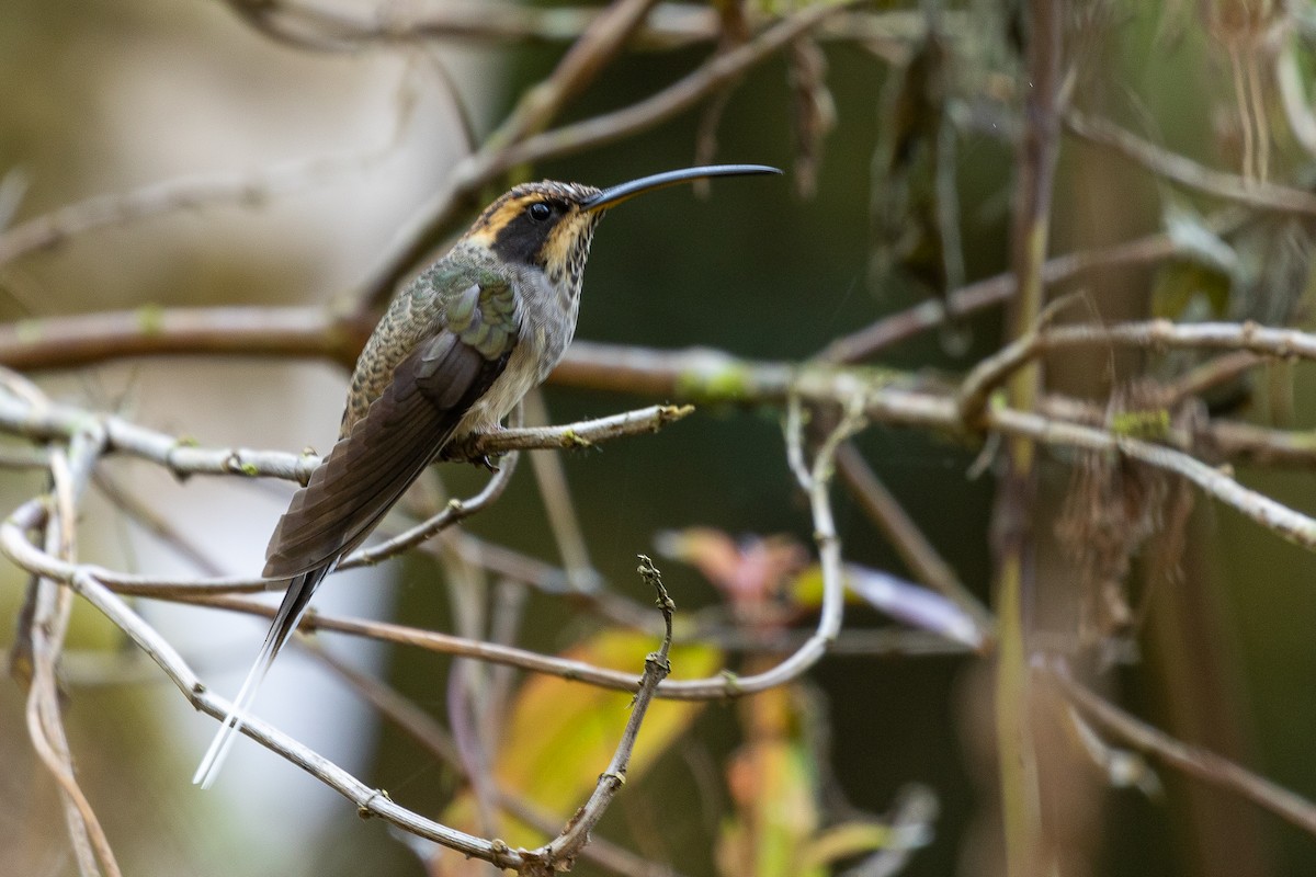 Scale-throated Hermit - ML367753921