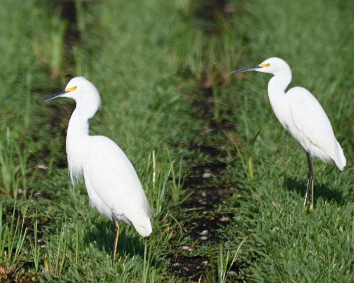 Snowy Egret - ML367754241