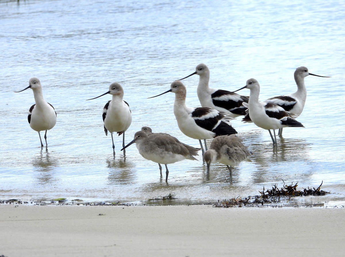 American Avocet - ML367754251