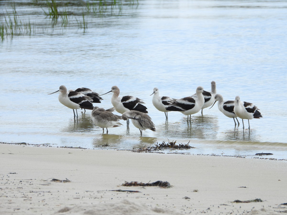 American Avocet - ML367754261