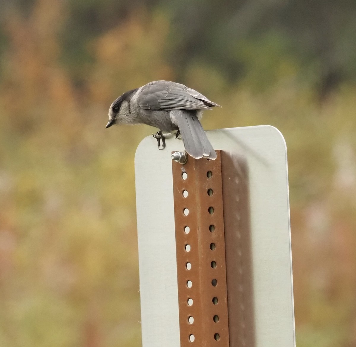 Canada Jay - ML367754411