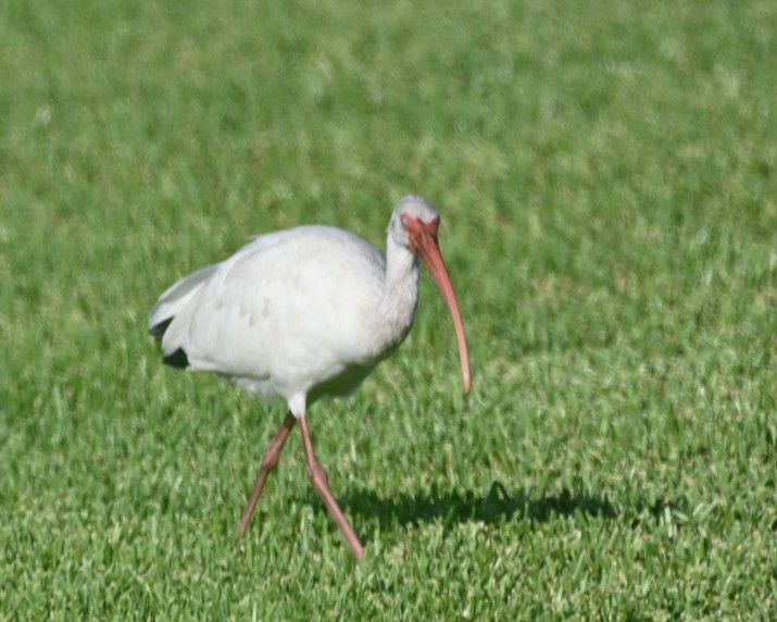 White Ibis - ML367755231