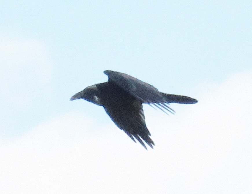 Common Raven - ML36775541