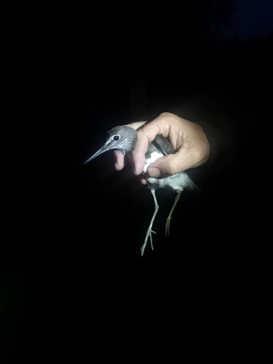 vodouš kropenatý - ML367757561