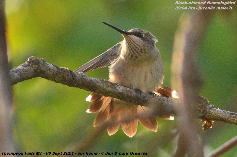 Black-chinned Hummingbird - ML367759201