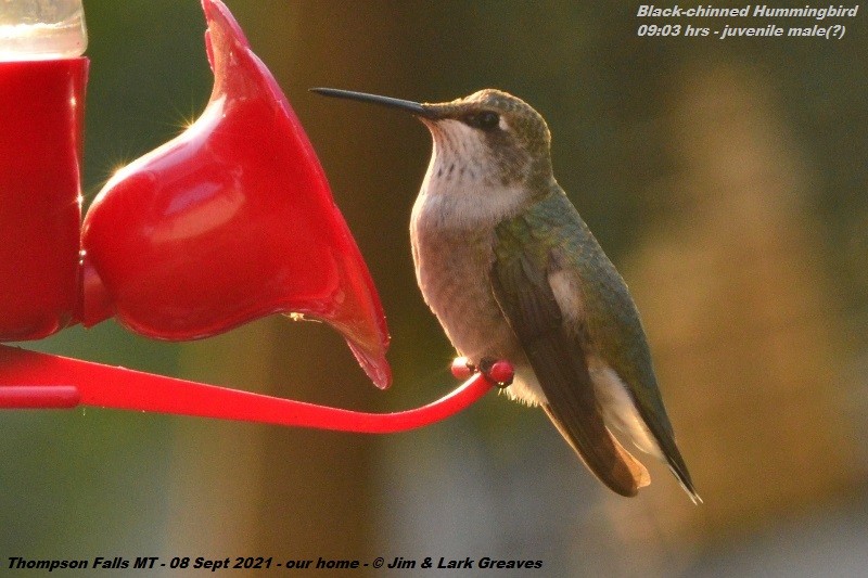 Black-chinned Hummingbird - ML367759221