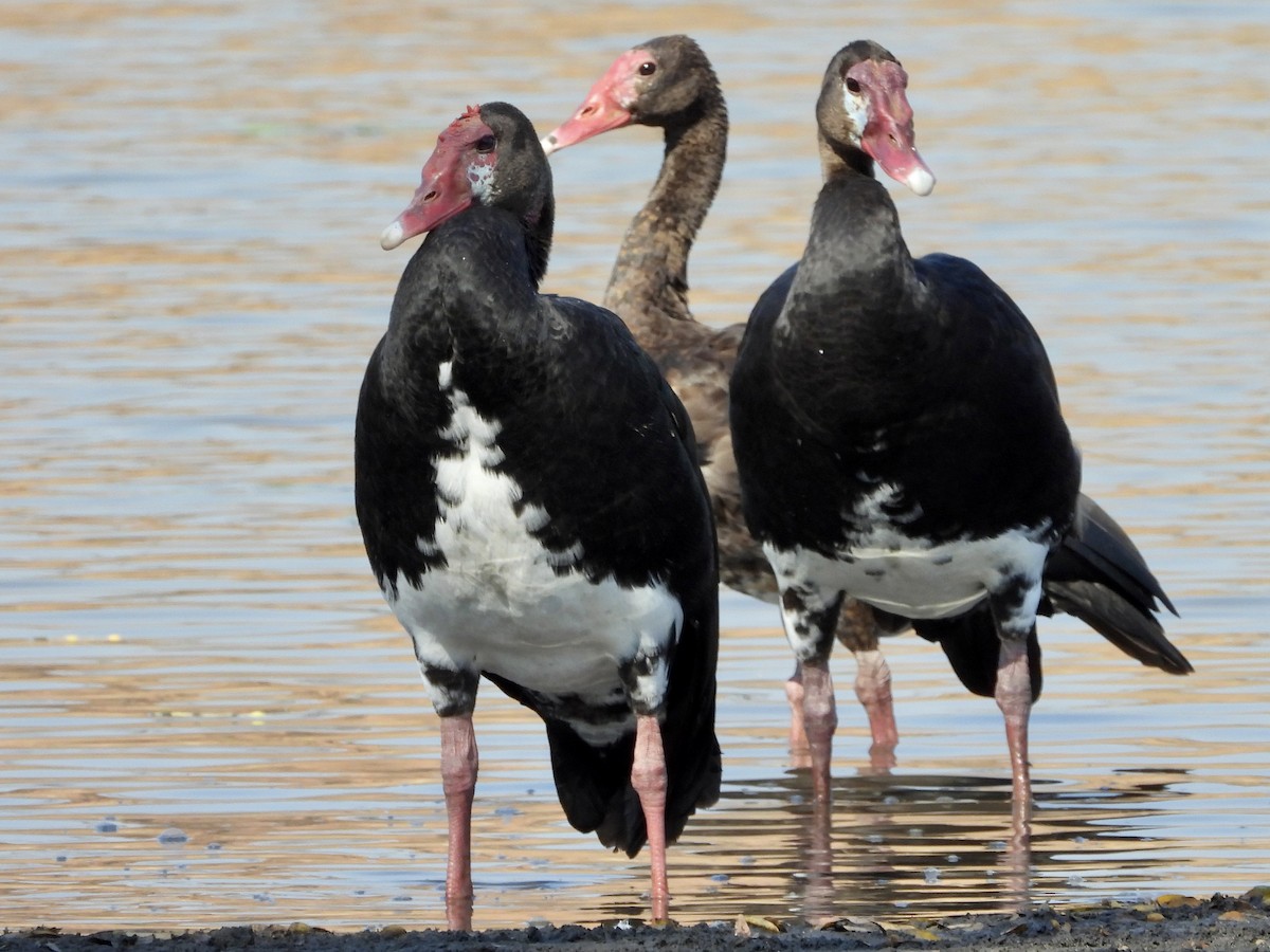 Spur-winged Goose - ML367760171
