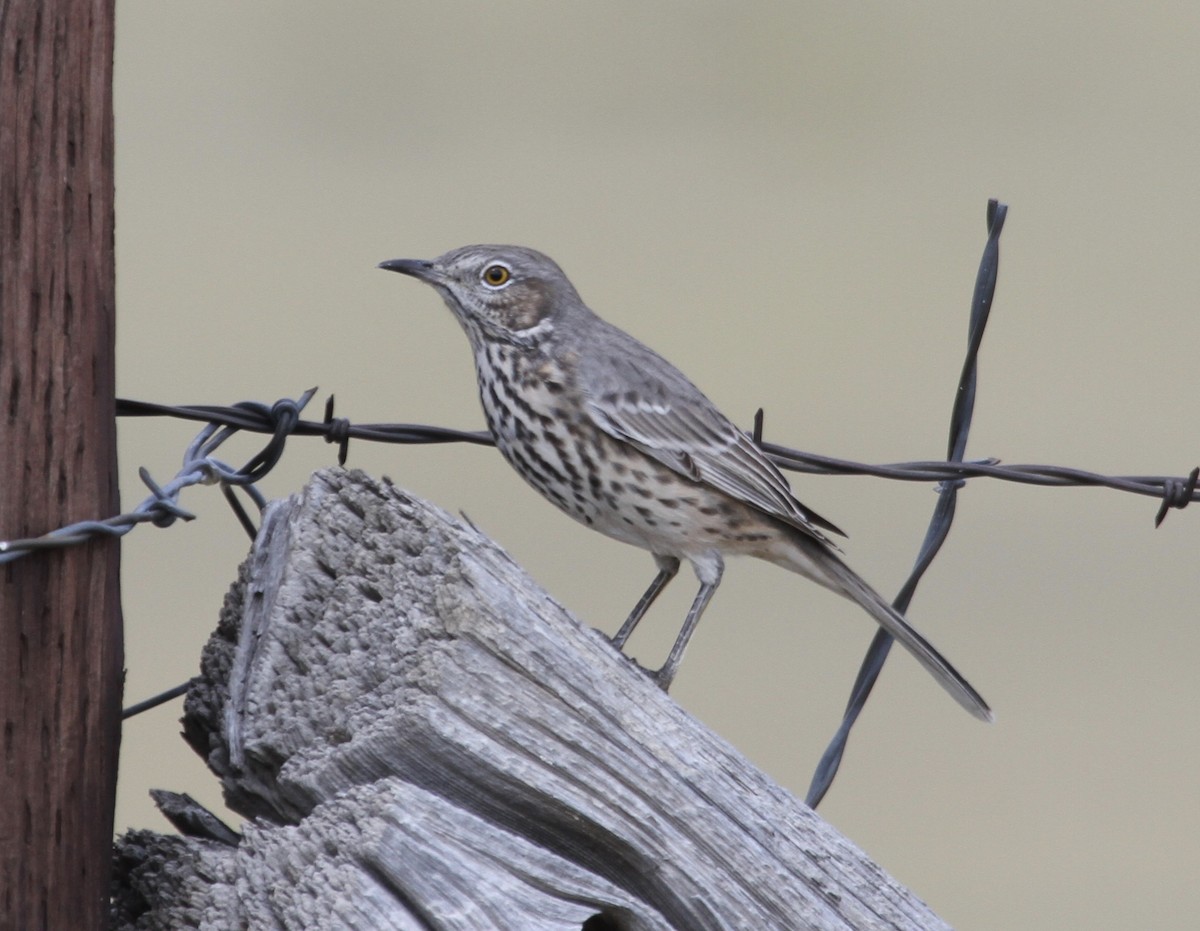 Sage Thrasher - ML367761531