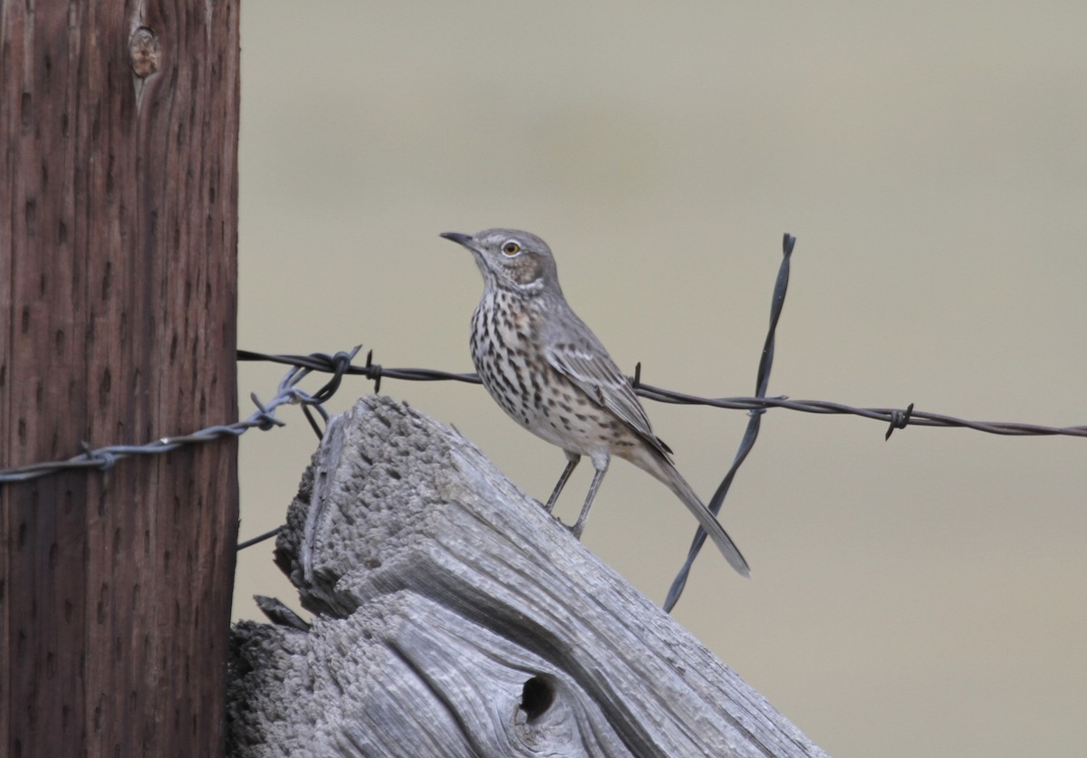 Sage Thrasher - ML367761541