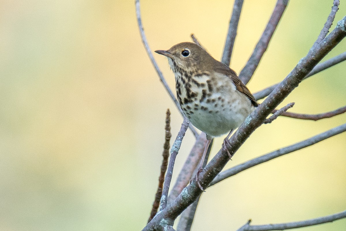 Hermit Thrush - ML36776351