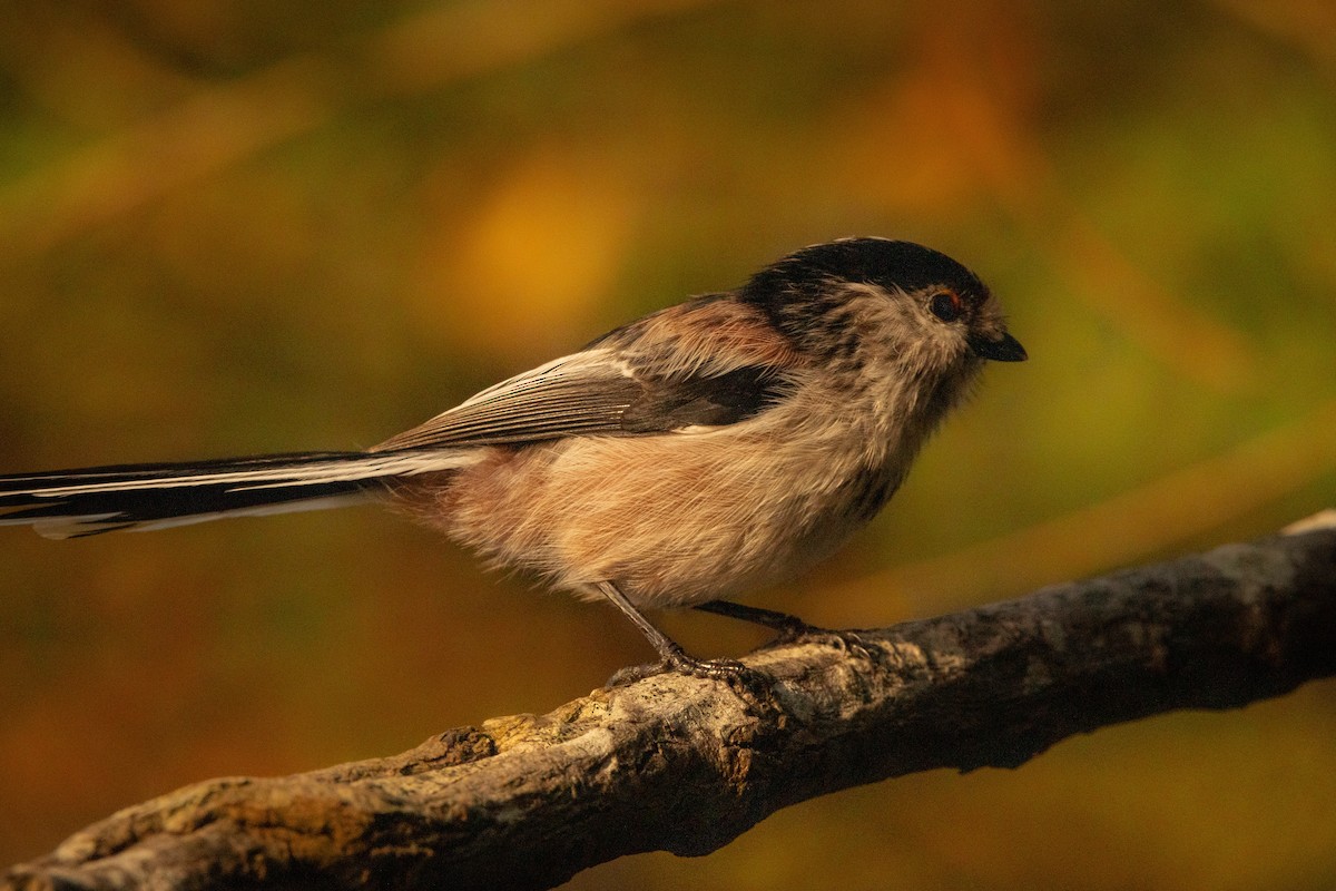 Long-tailed Tit - Aimar Hernández Merino