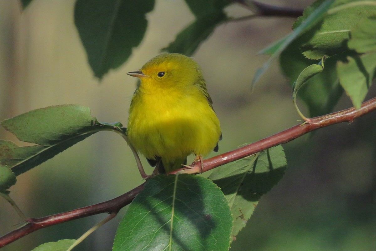 Wilson's Warbler - ML367764021