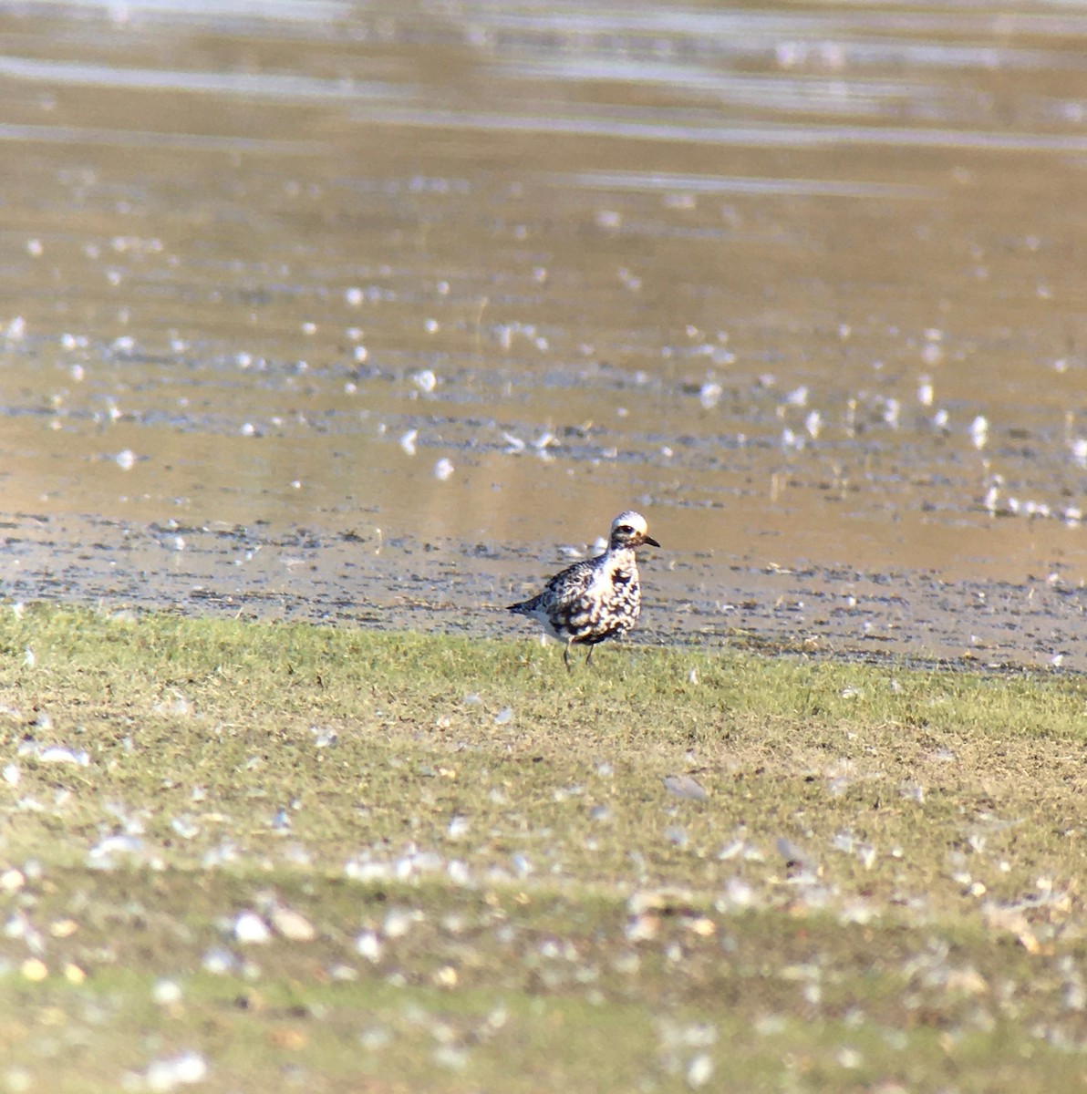 Black-bellied Plover - ML367764141