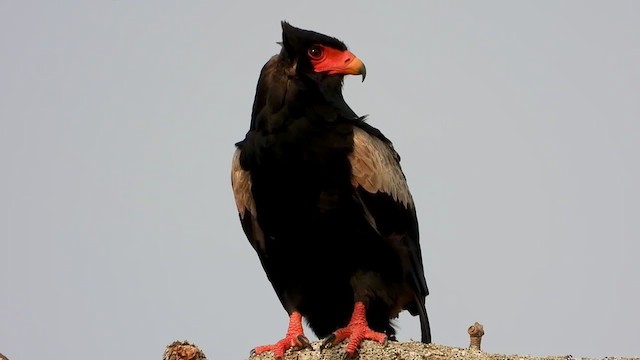 Bateleur - ML367764311