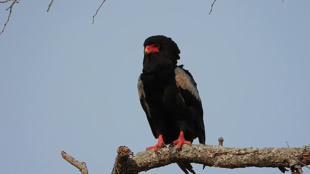 Bateleur - ML367765541