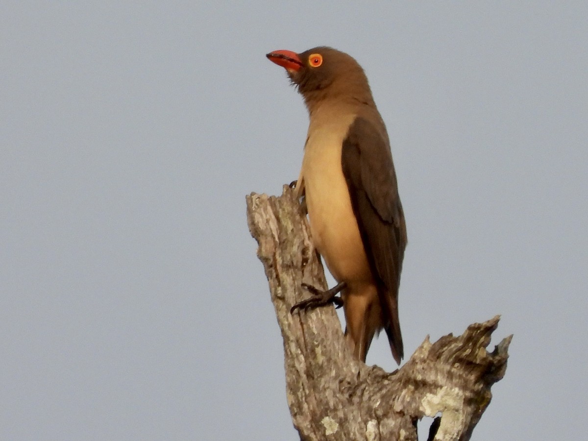Red-billed Oxpecker - ML367766081