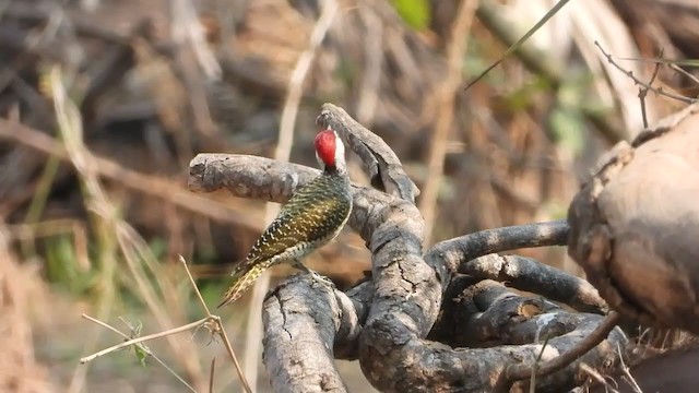 Bennett's Woodpecker - ML367767021