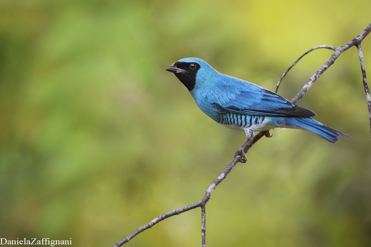 Swallow Tanager - Daniela Zaffignani