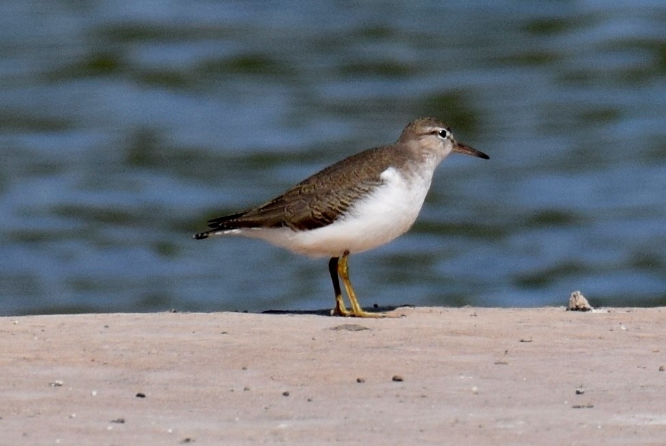 Spotted Sandpiper - ML367767721