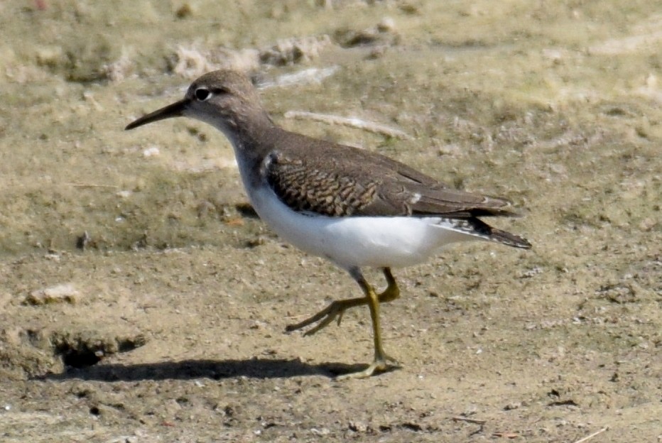 Spotted Sandpiper - ML367767731