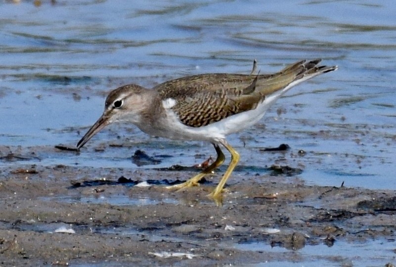 Spotted Sandpiper - ML367767741