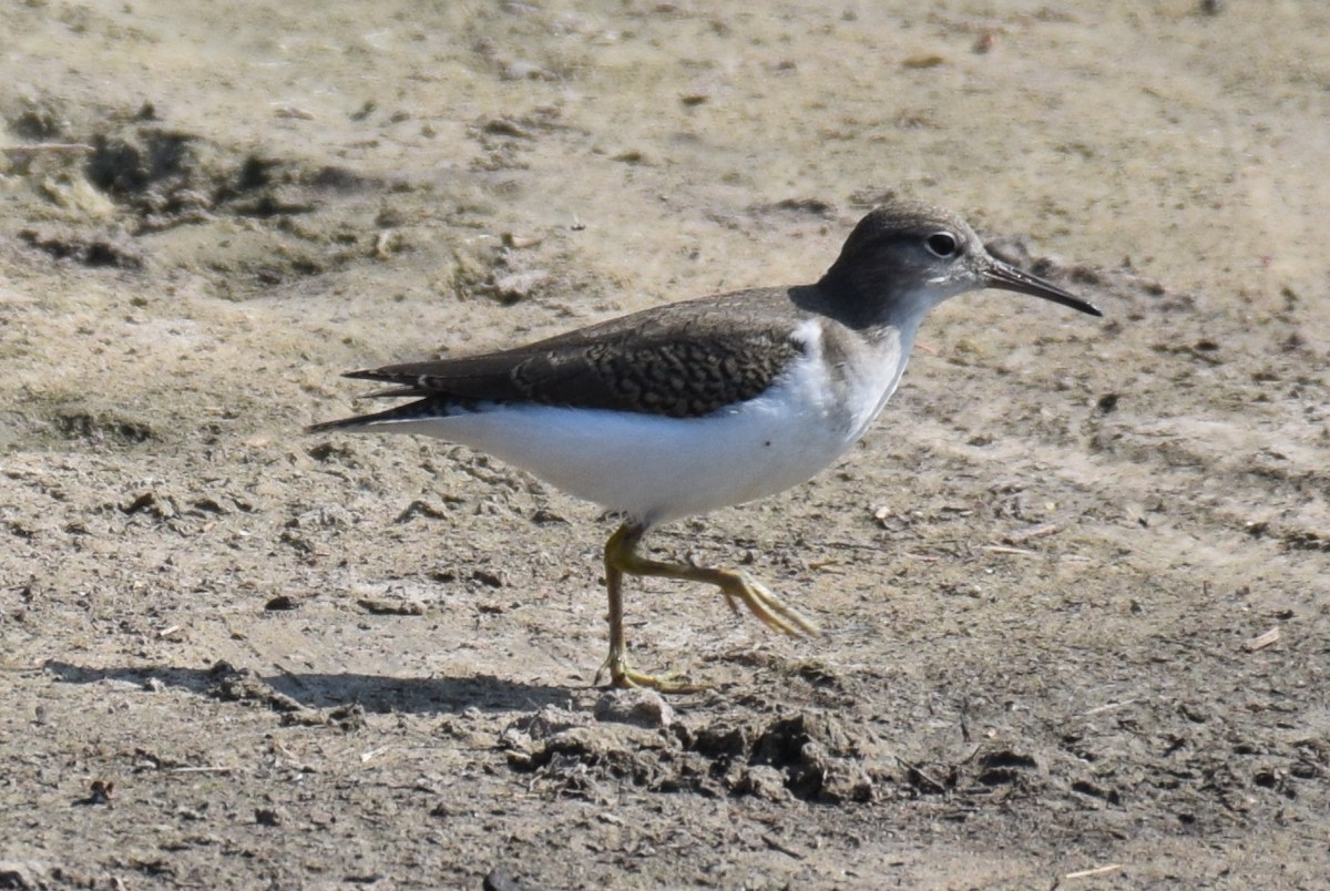 Spotted Sandpiper - ML367767751
