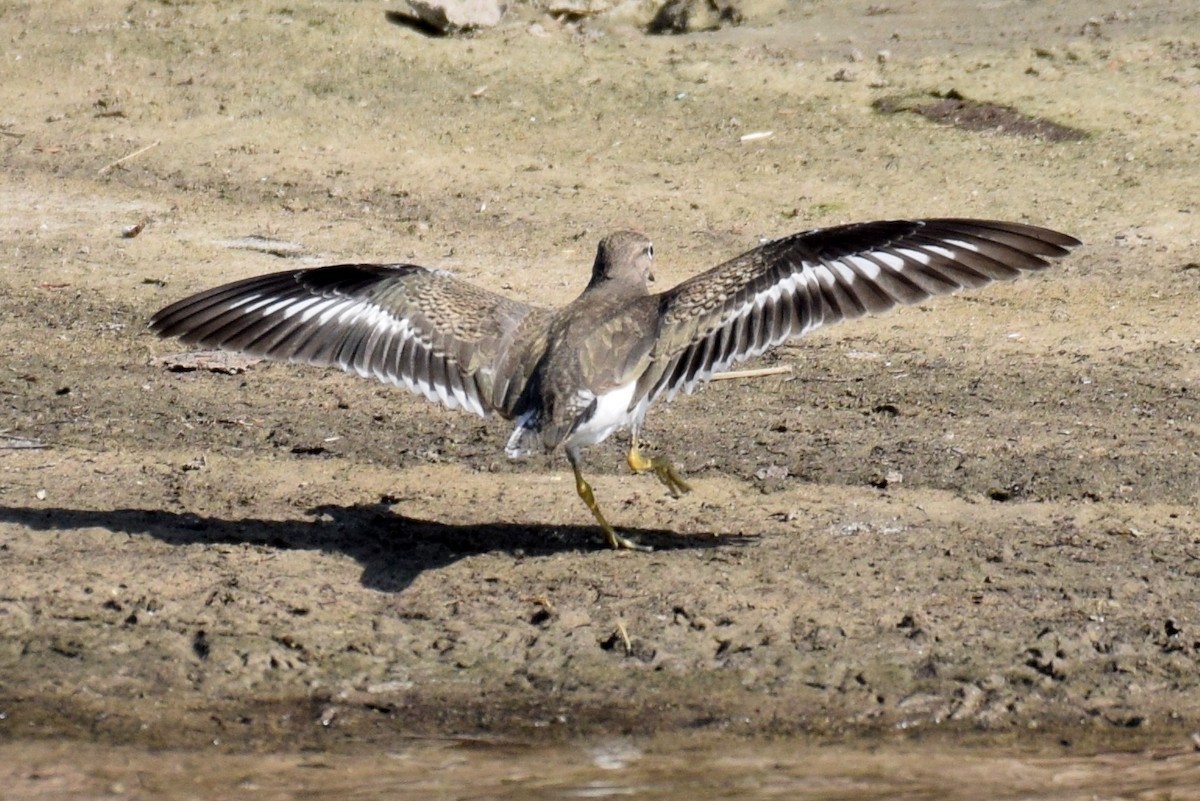 Spotted Sandpiper - ML367767761