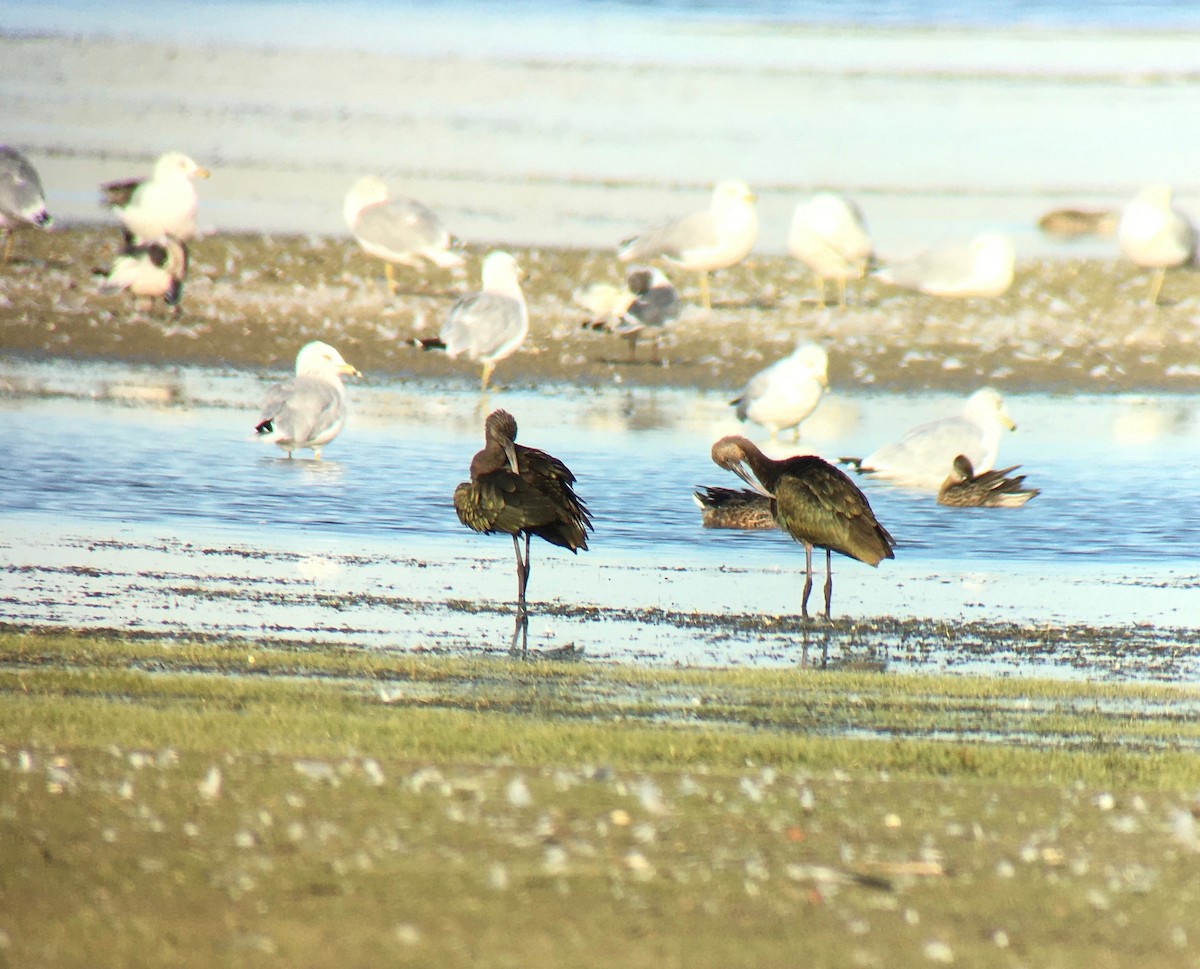 White-faced Ibis - ML367768181