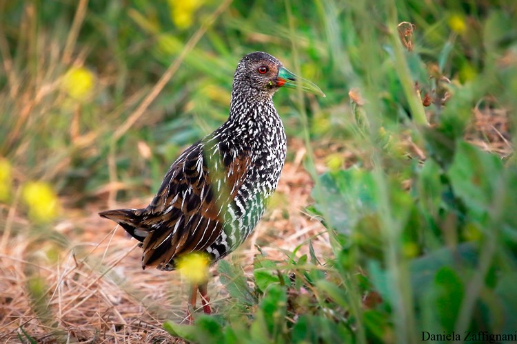 Spotted Rail - ML367768761
