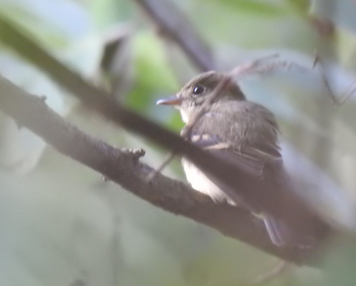 Acadian Flycatcher - ML367769001