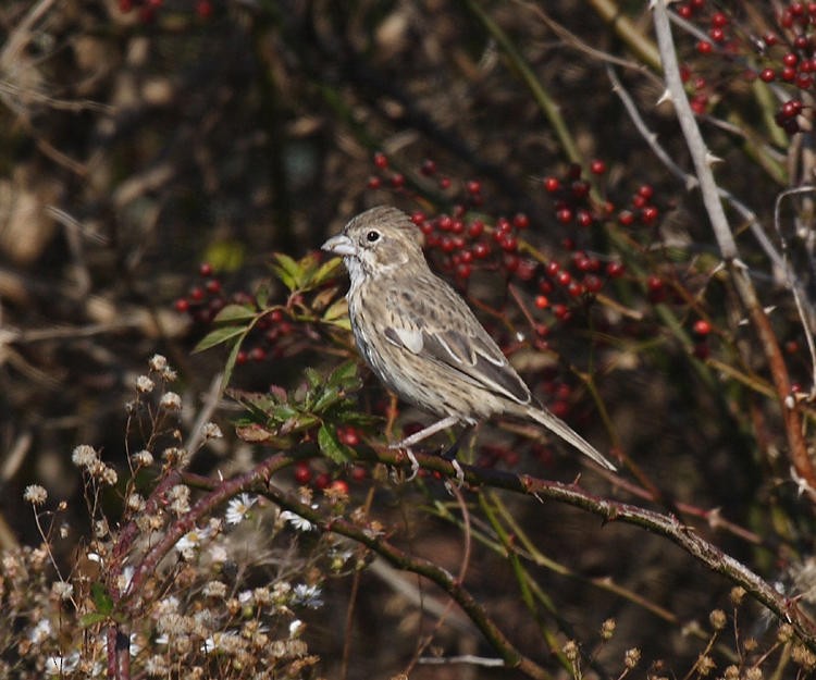 Lark Bunting - ML36776921