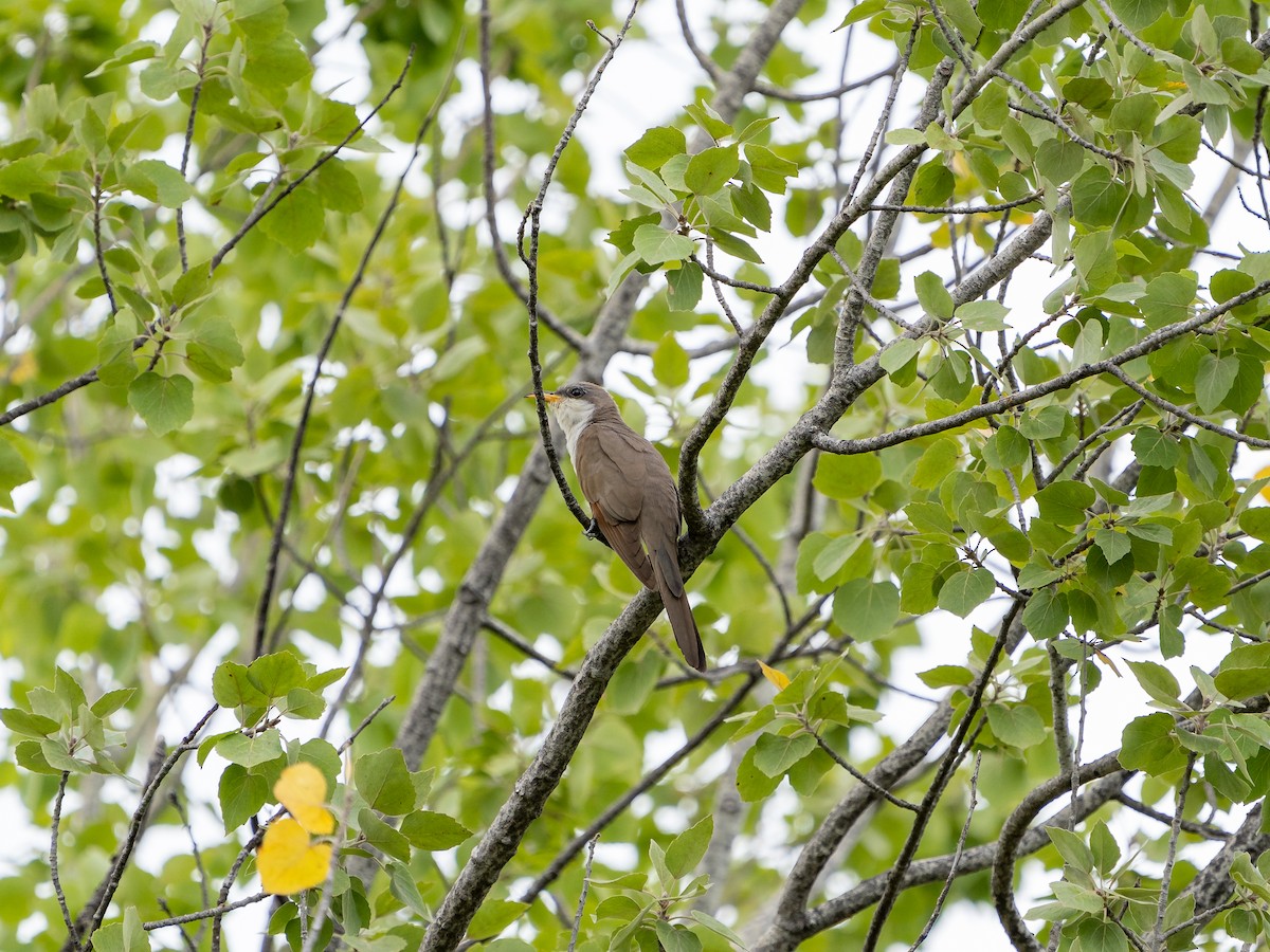 Yellow-billed Cuckoo - ML367770101