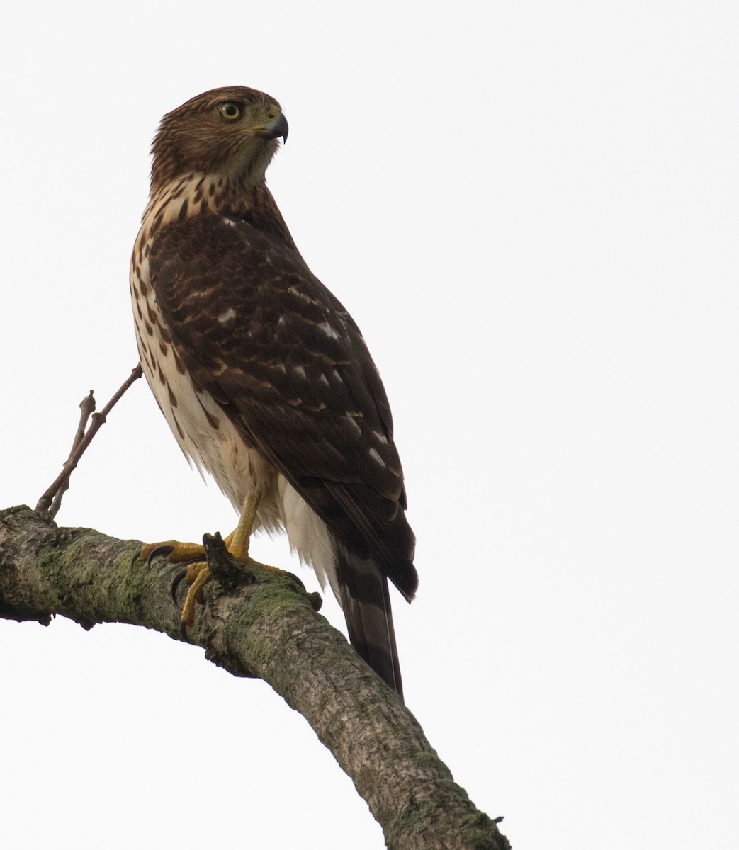 Cooper's Hawk - Mark R Johnson