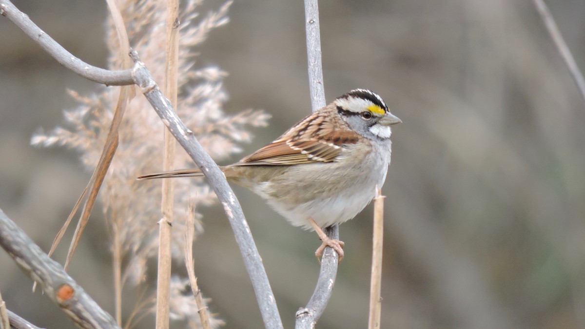 White-throated Sparrow - Keith Eric Costley