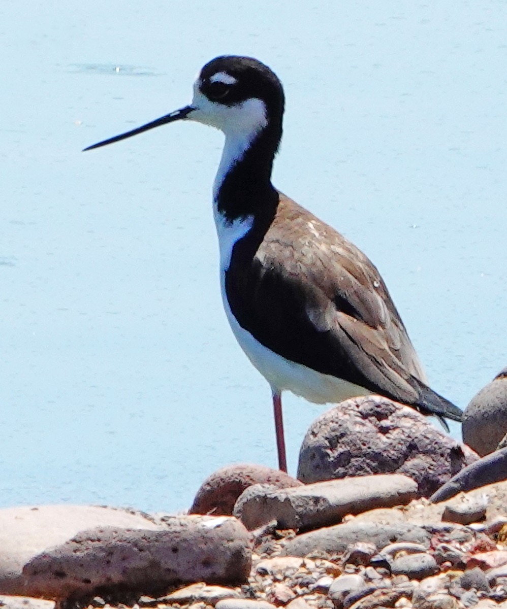 Black-necked Stilt - ML367775771