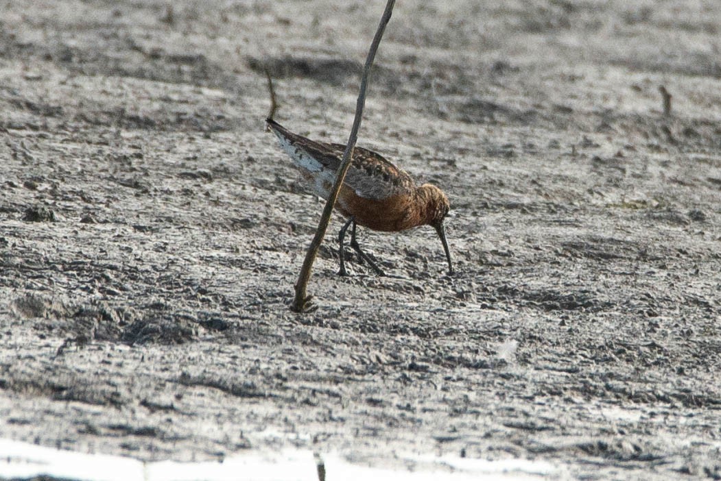 Curlew Sandpiper - ML367775941