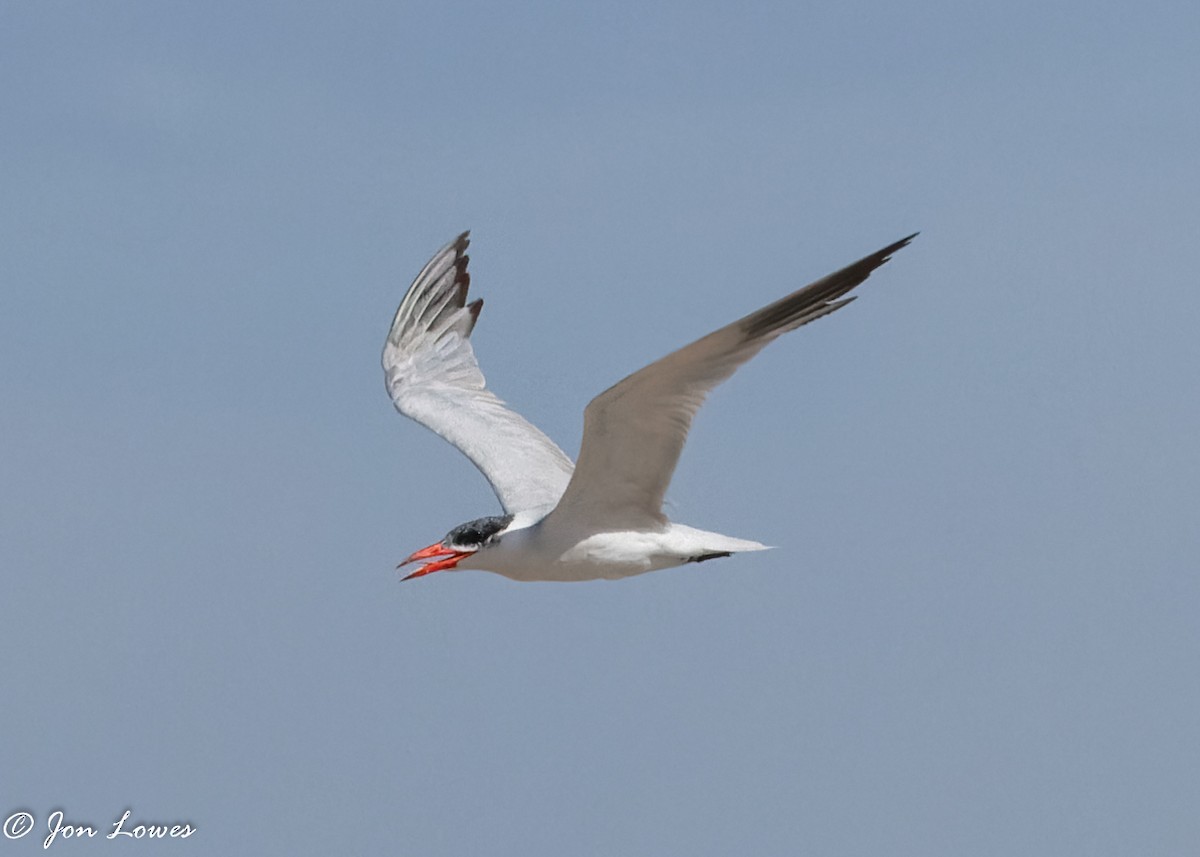 Caspian Tern - ML367776321