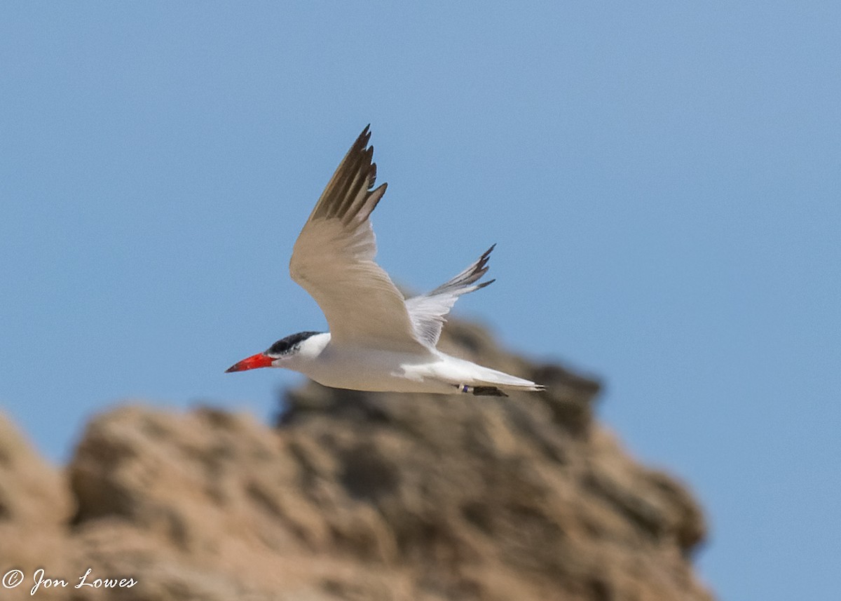 Caspian Tern - ML367776331