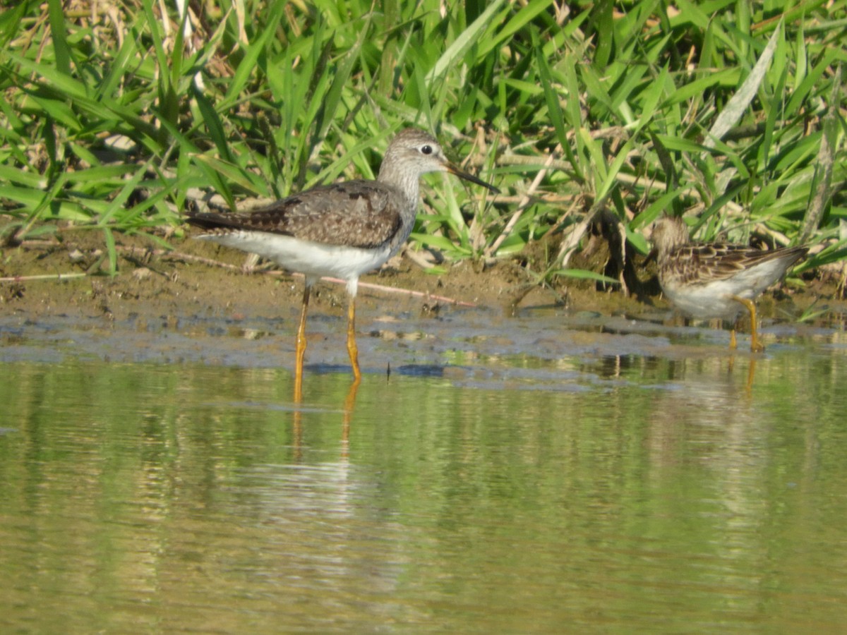 Solitary Sandpiper - Silvia Enggist