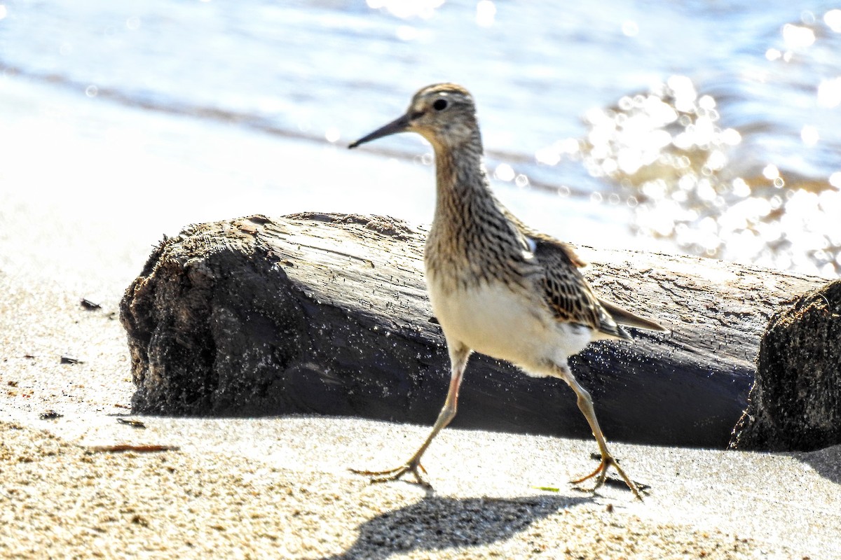 Pectoral Sandpiper - Eric Charron