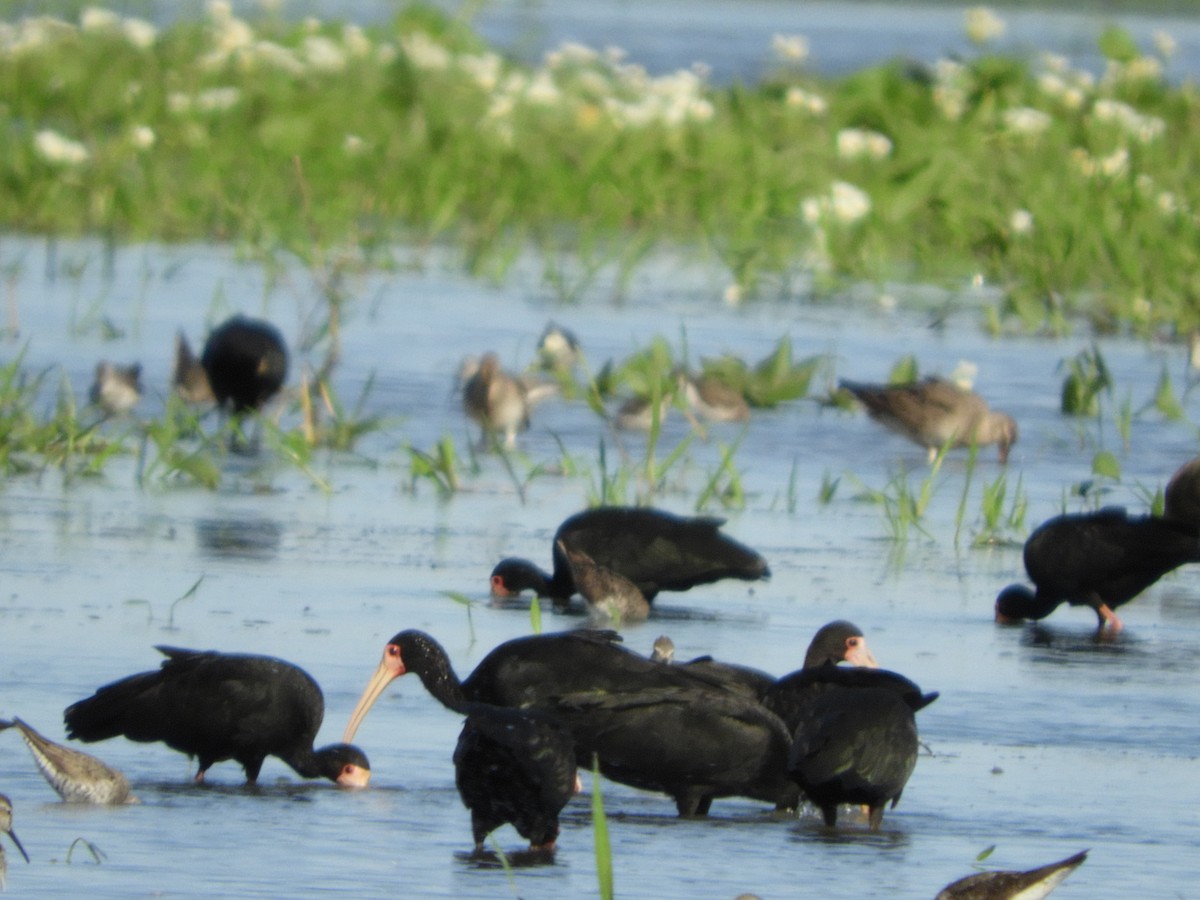 Bare-faced Ibis - Silvia Enggist