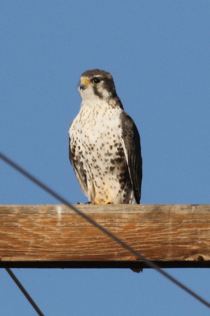 Peregrine Falcon - ML36778081