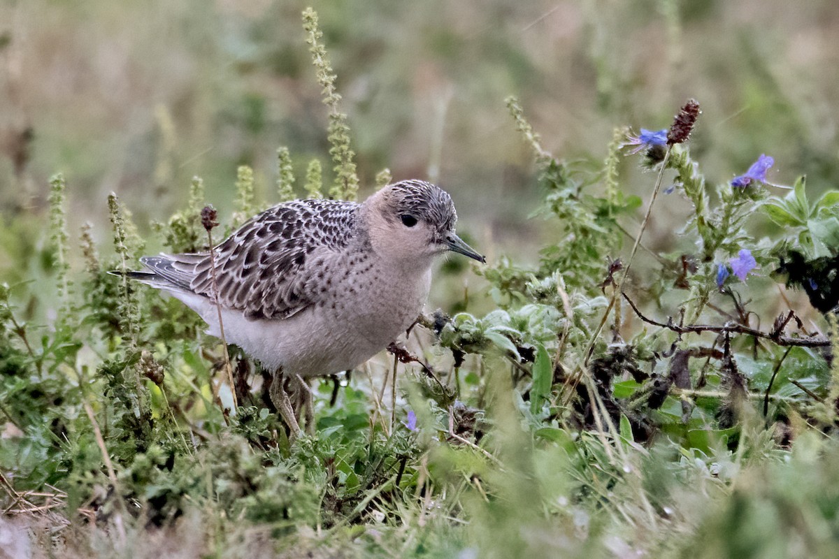 Buff-breasted Sandpiper - Sue Barth