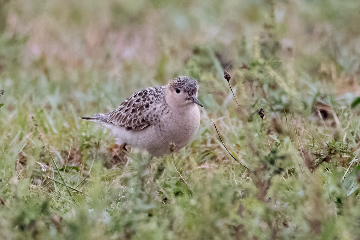 Buff-breasted Sandpiper - Sue Barth