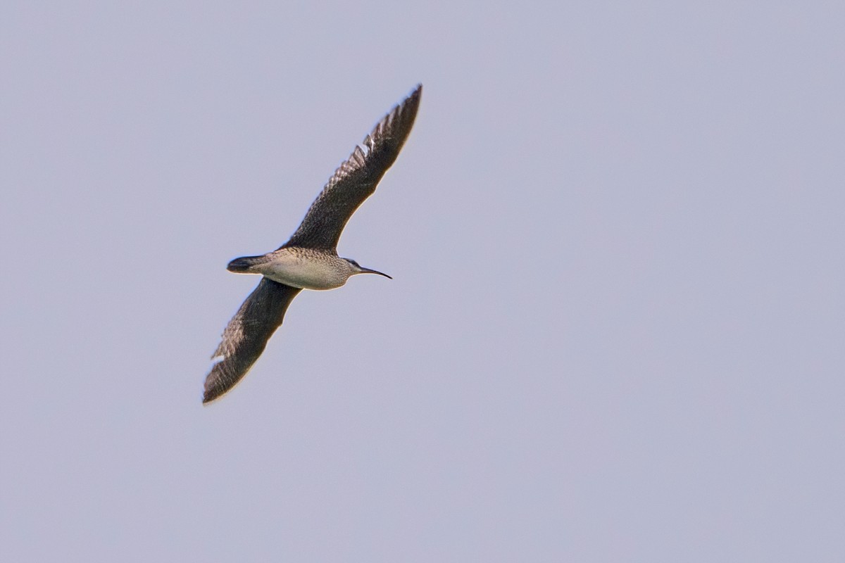 Hudsonian Whimbrel - Sue Barth