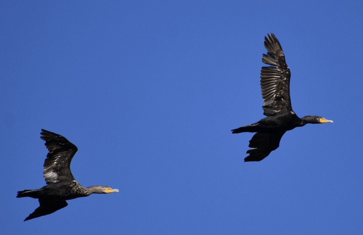 Double-crested Cormorant - John/Linda Mendoza