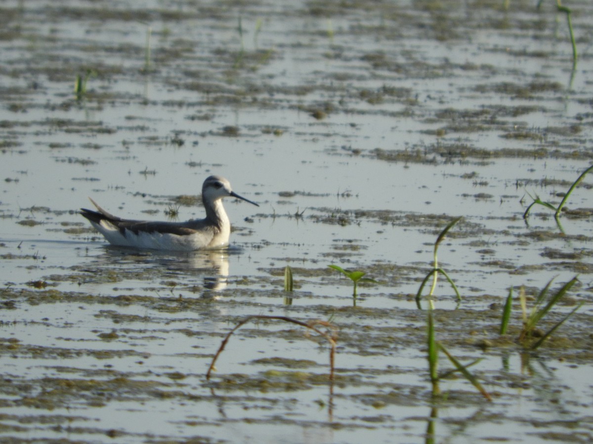 hvithalesvømmesnipe - ML367783561